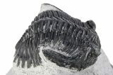 Bargain, Hollardops Trilobite -Ofaten, Morocco #271537-1